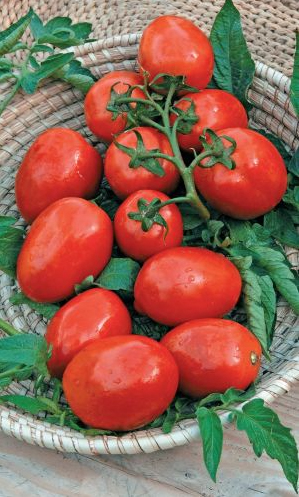 Tomato Uralsky mnogoplodny, Томат Уральский многоплодный